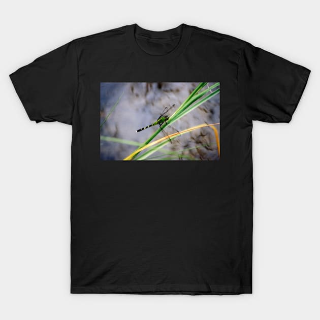 Dragonfly Photograph T-Shirt by Bravuramedia